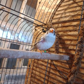 Zebřička pestrá - 6