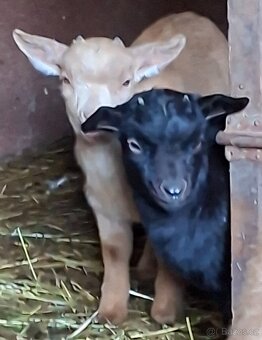 Holandská koza zakrsla - 6