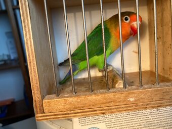 agapornis fischeri - 6