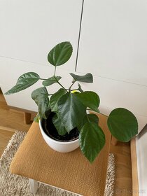 Pokojové rostliny - 6