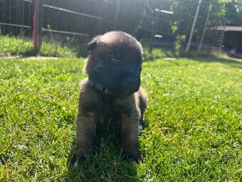 Belgický ovčák - malinois s PP - 6