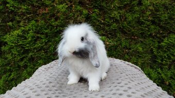 Zakrslý beránek, králíček, králík - MOLLY - 6