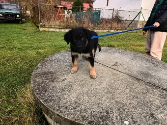 Kříženec border kolie - 6