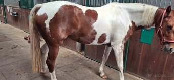 Paint horse kobyla - 6