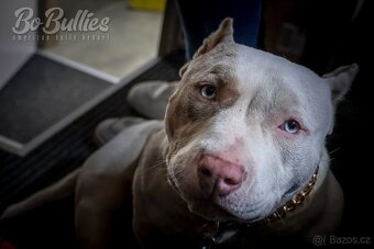 American bully pocket ABKC fenka na prodej - 6