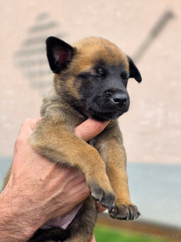 Prodám štěněta Belgický ovčák Malinois s PP - 6