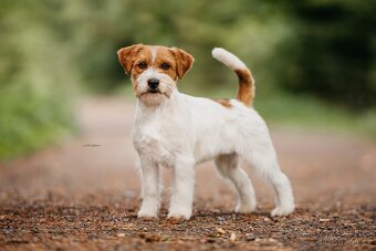 Jack Russel terier - stenata s prukazem puvodu - 6