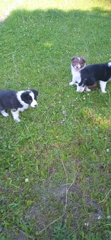 Border kolie - 6
