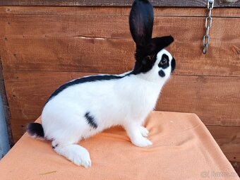 Německý Obrovitý Strakáč č 2 - 6