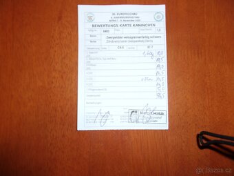 Zakrslý beran bílopesíkatý černý - 6