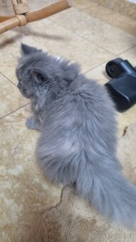 Britská koťata - 6