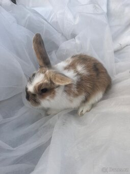 🐰 Rozkošní zakrslí beránci – holky & kluci, 9 týdnů 🐰 - 6