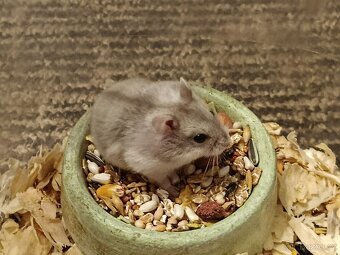 Křečík džungarský - 6