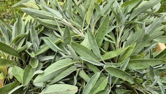 Šalvěj tinktura - 6