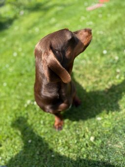 Jezevčík Krytí - 6