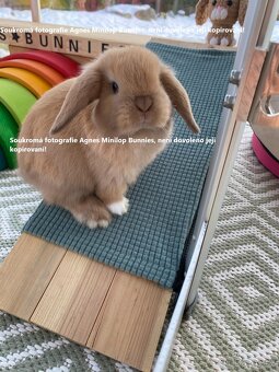 Minilop zakrslý beránek králík z chovné stanice - 6