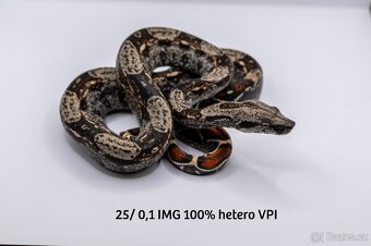 Hroznýš královský IMG het VPI - 6