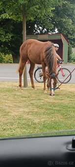 Roční Pony klisna 1/2 QH - 6