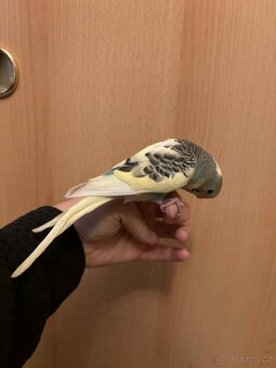 Prodám mladé andulky po vylétnutí z budky - 6