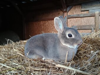 Zakrslý rex divoce modrý samička mazlíček - 6