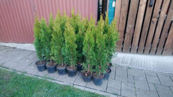 Thuje tuje tujky smaragd 60-80cm - 6