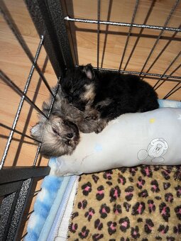 Pomeranian - PureLivePuppy FCI - 6