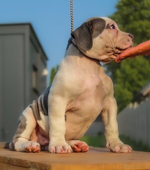 American Bully XL 🐾 - 6
