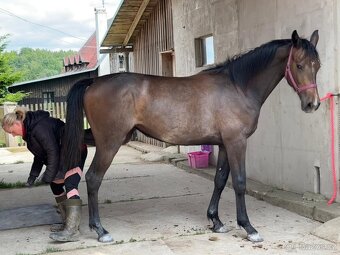 Mladá kobylka po Cornet de Lux - 6