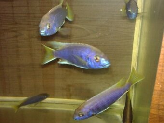 Prodám tlamovce z jezera Malawi - 6