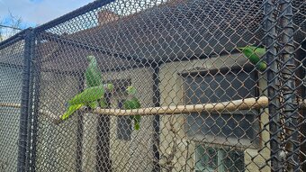 Prodám  amazoňany žlutohlavé panamské,vínorudé - 6