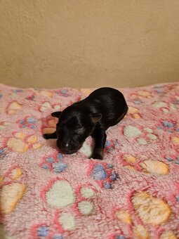 Ruský toy s PP (FCI) - 6