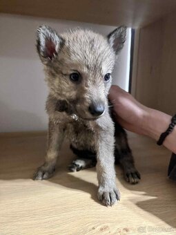 Československý vlčák - 6