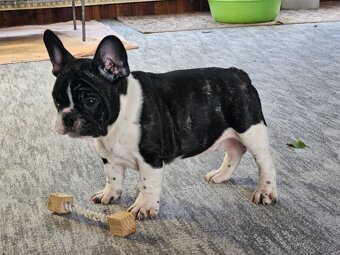 Francouzský buldoček - 6
