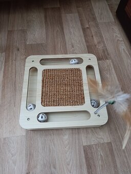 Britská kočička - 6