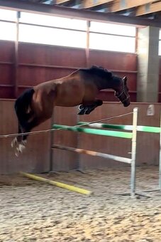 7 lety valach do sportu - 6