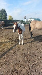 prodám klisničku podílovou american  paint horse. - 6
