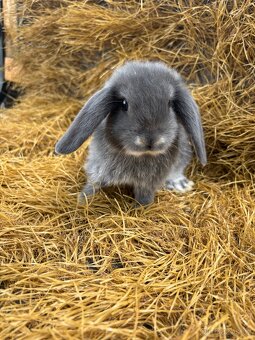Mini lop mláďata k rezervaci - 6