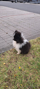 Rozkošné šteniatko pomeraniana hľadá nový domov - 6