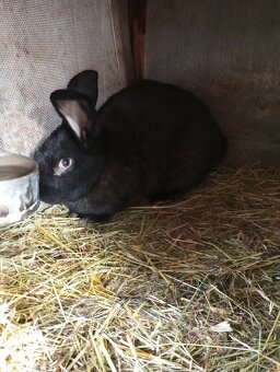 Samci Německých obrovitých strakačů NOS Ája kříženci obrů - 6