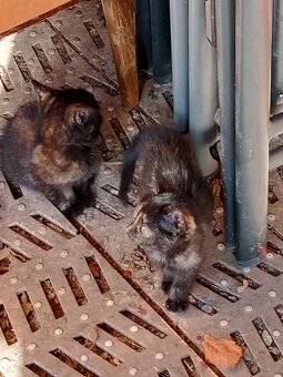 4 mala koťátka - 6