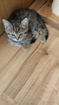 Britské whiskas kočičky s PP - 6