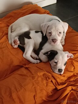 American Bully XL originální původní krev rodokmen ABKC USA - 6