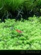 (Nedostupné ) krevetky Red Cherry - 6