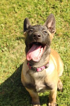 Belgický ovčák malinois - 6
