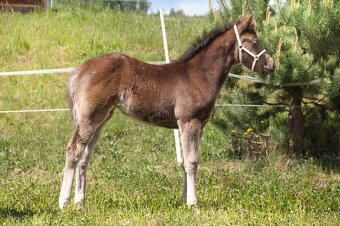 Prodám Appaloosa - 6