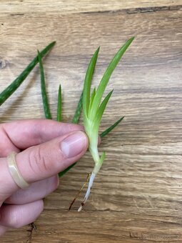 Aloe vera – velká rostlina + odnože - 6