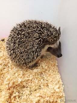 Ježek bělobřichý - 6
