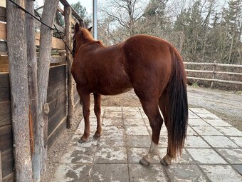 Dvouletý valach QH cutting - 6