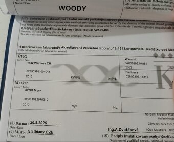 Woody po Warness ZH - 6