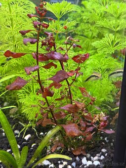 Akvarijní rostliny - 6